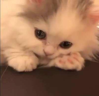 Smol Floof