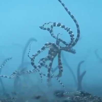 I wonder what kind of pus this is?