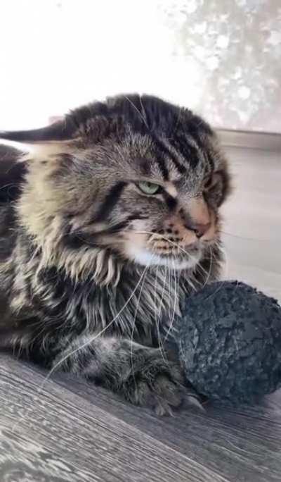 Those are stealth jet ears.