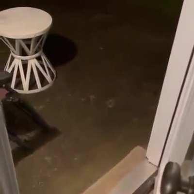 Every single cat ever...