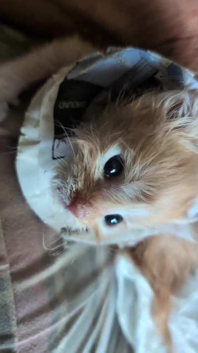 Picky can see all of you now 🧡🧡