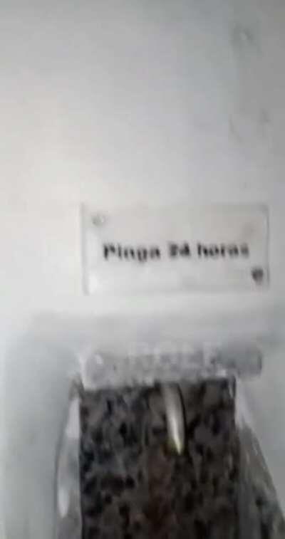 Pinga...