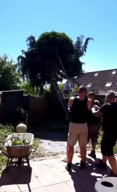 Trying to pull down a tree