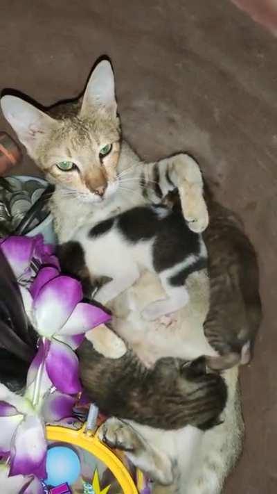 Our cat gave birth inside our big ol' jar