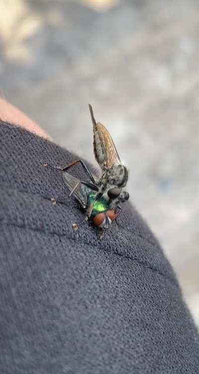 What’s the bug on top?