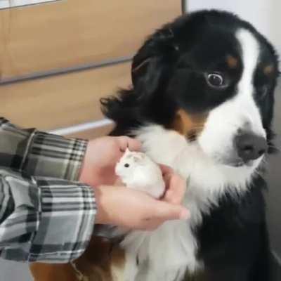 Hamster broke the dog