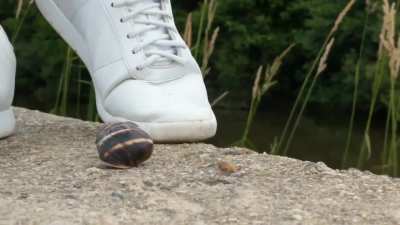 Squashing a family of snails under sneakers