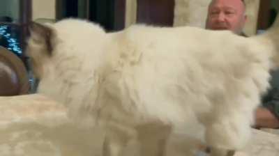 alex jones explains the cat conspiracy involving the justice department