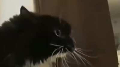 Seven Nation Army - voice swap. 
Featuring Oh Long Johnson cat, RoboCop, Early Cuyler, and Cleveland Brown