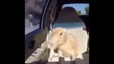 GUESS WHAT DAY IT IS!!!!!! LETS GOOOOOOOOO xqcL!!!! 😂😂