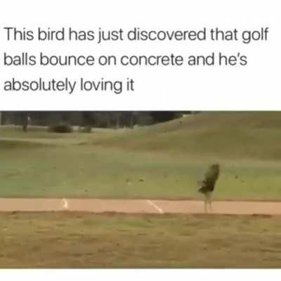 Golf bird
