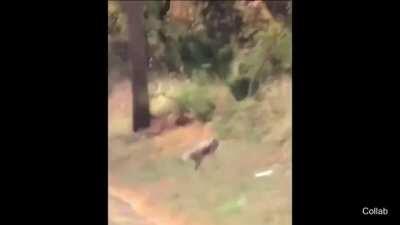 Caught Rocket Raccoon on a mission