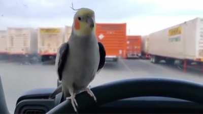 He was fine untill he saw the truck.