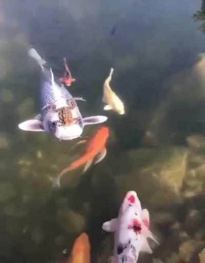 FiSh SlaYEr ToD rEtuRnS HoME rIdiNg HiS pReY