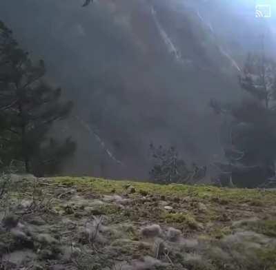 golden eagle flies away from the forest🕊