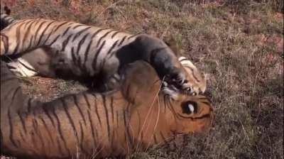 A relatively old video of two tigers fighting (the sounds of them clawing each other always gets me)