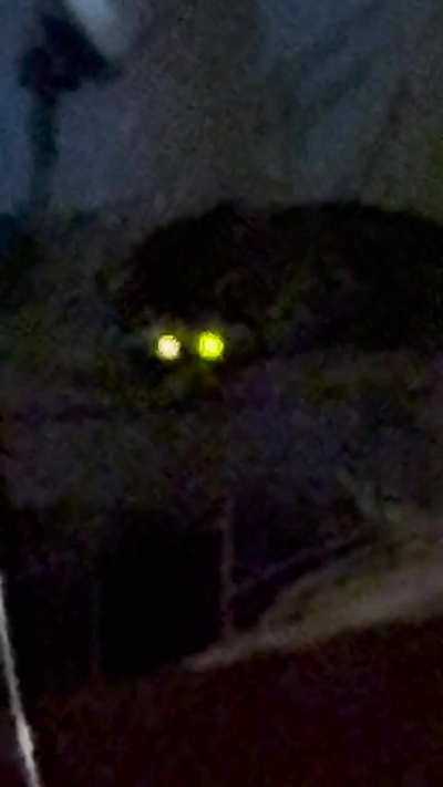 Visitor last night in SoCal