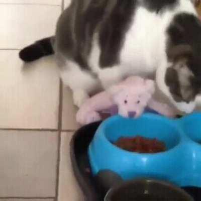 She brought her friend to dinner!