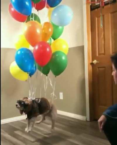 Prueba 32, suspensión canina 