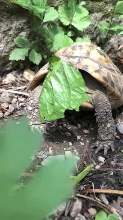 Tiny Godzilla vs Dandelion