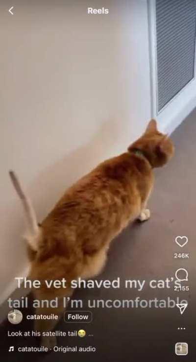 Thanks, I hate shaved cat tails