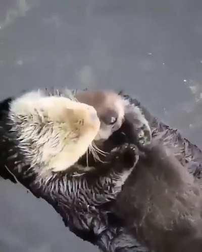 🔥 Otters napping.