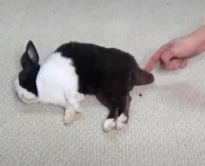 Cursed_Candy_Machine