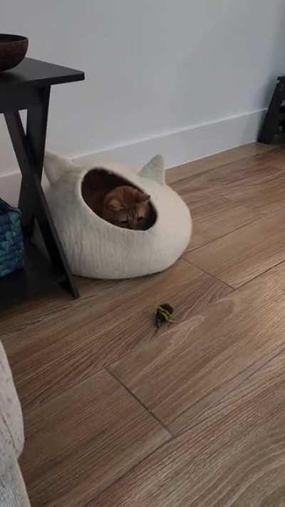 Thought I had a cat....turns out I have a hermit crab