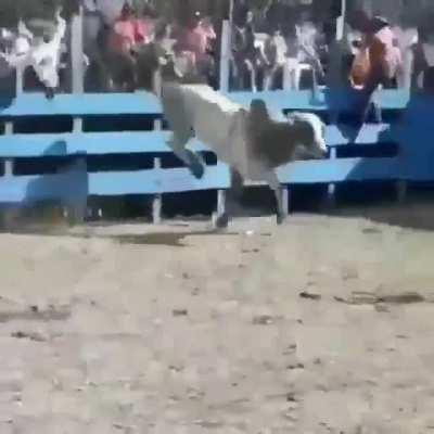 Leaning over the barrier for a closer look