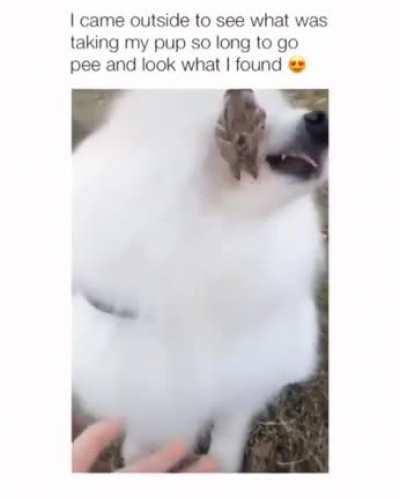 He made a new friend