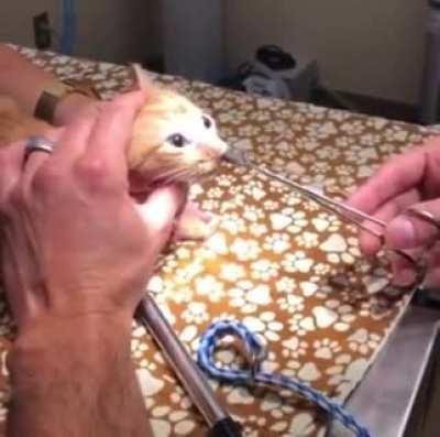 Parasite gets inserted into cat's nose