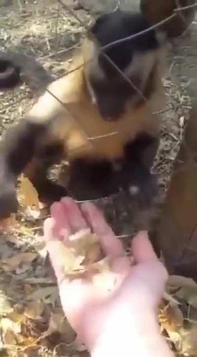 Monkey teaches human to crunch leaves.