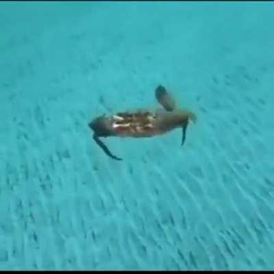 Falto el juja cangrejo 👊😔