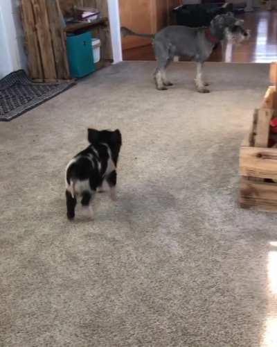 Now these are some quality slammies