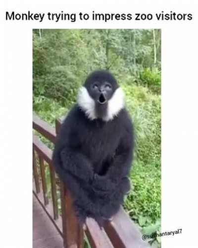 Monkey got some good vocals