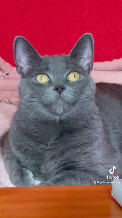 I put up rainbow film on our windows for my cat Moon Unit who likes to chatter at the light and I think I broke her 💀