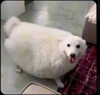 sIcK taIlOr SkIns sHeEp AliVe tO mAke rUg