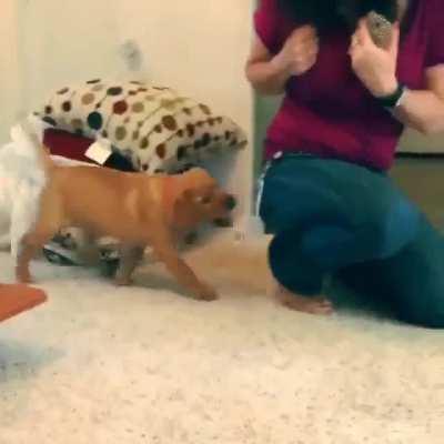 wth kind of trick is this? --Dog