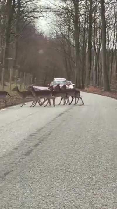 When you build fences on forest road..