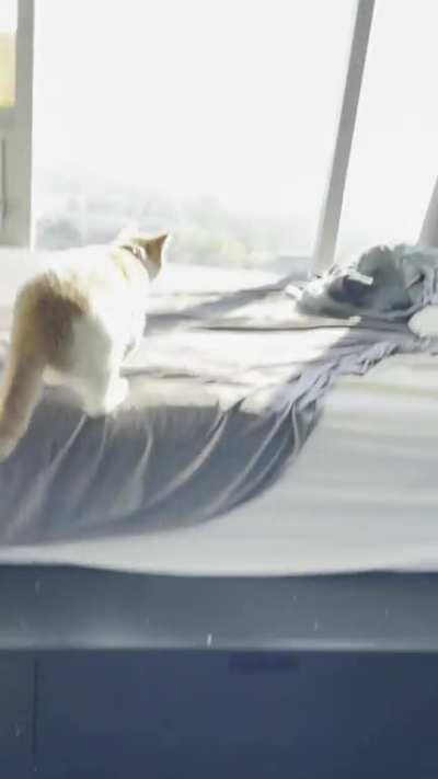 Ozzy gallivanting with his dearest springo