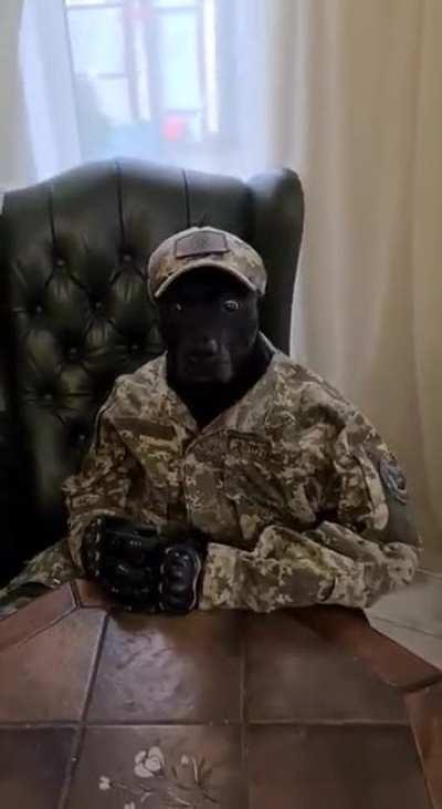 Commander-in-Chief of the Biological Army of Ukraine🫡