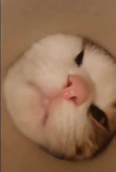 Just some curious cats