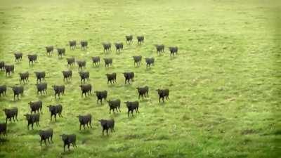 C̶̢̢̛̱̗̰͔̳̣̖̺̣̥̩̲̳̺͔̹͓̑͛̏̓̅̽̏̒̃̈̽̅̊͐͌̂̈́͊̎͐̊́̇̉̅̀̚̕o̵̧̧̢̧̢̨̮̻̤̲̟̦̹͉͔͚̣͚̼̣̰̥͍͕̥̻̰͓̭̫̝̮̩̤̳͇̥̩͉̺͊͛̈́̽̎͆̄̏́̓́͑̈̆̒̌͊̾̽̐̇̇̋̀̌͊̃̐͆͐͂̒͒̚͜͝w̸̧̧̧̧̧̢̛̛̯̱̰̤̟̠͓̥͉̻̬͎̝̻̜̟̯͙̘̠̘̣͎̫̖͔͍̥̞̬̩̥̓̈́̉̒̑̋͗̈͛̃͑̑̓͐̇̂̅͗̈́̌̂͒̒͆̇̌̌́̐̃͜͜͝͝s̵̛͈̦̗̼͉͎̦̘̞͗̐̄͛̂̈͌͆̊̀̆̈́̈̄̒̾̌͒̋̌͗̔̇̿́͊̆͋̒̏́̆͊̕͘̕͜͝͠