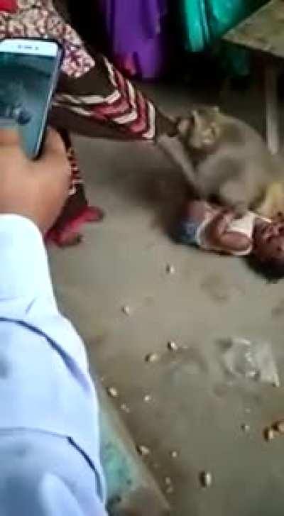 А вот палкой разве не додумались в голову шваркнуть?