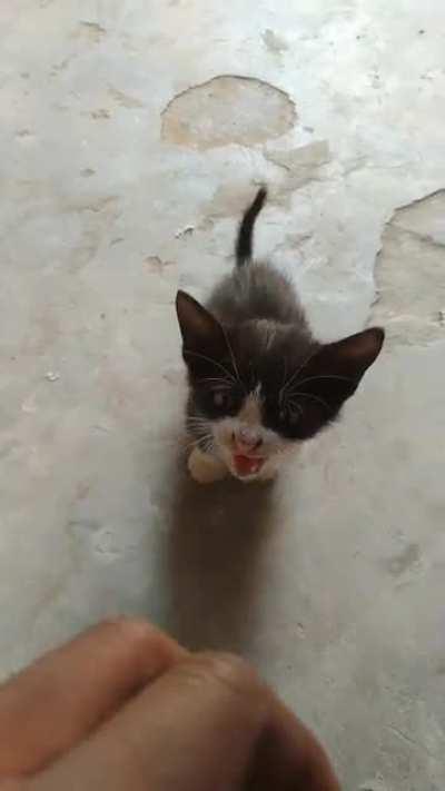 I just met him and he started yelling at me ^_^