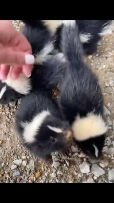 Here’s an update for baby skunks 🦨