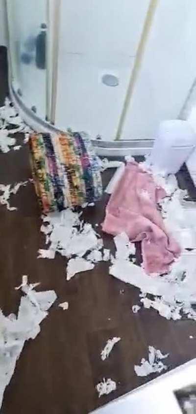 This is Furball - she loves toilet tissue