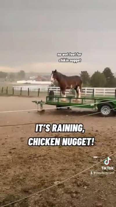 My horse Chicken Nugget is maybe TOO good about the trailer