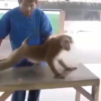 mucalol treinando pra ser cria de vdd