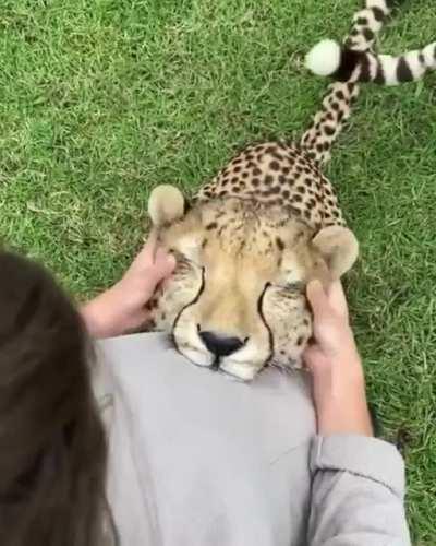 Oh ear scritches. Yes, please